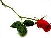Rote Rosen drücken tiefste Verbundenheit und innigste Zuneigung für den Verstorbenen aus...